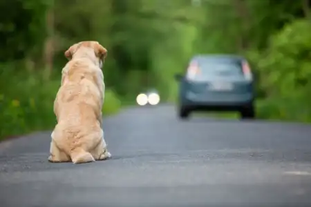 HÁZIÁLLAT ÁLTAL OKOZOTT KÁR – KI A FELELŐS?